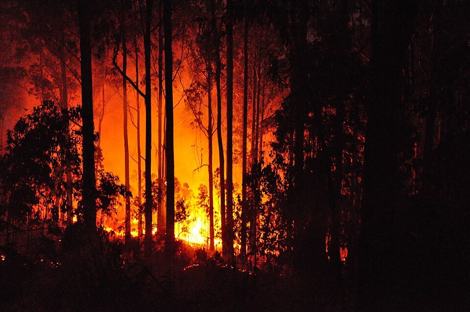 A forest fire burning through eucalyptus trees at night