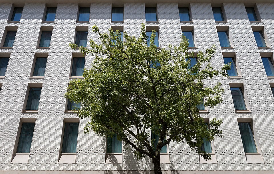 A box elder tree in front of a modern hotel facade in Lisbon