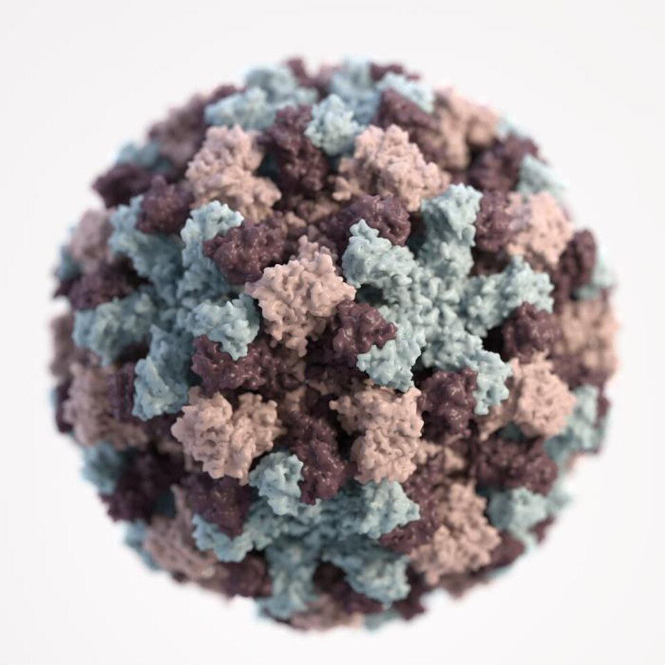 3D graphical rendering of a norovirus virion